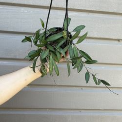 5” hoya rosita