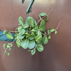 6” variegated hoya obovata