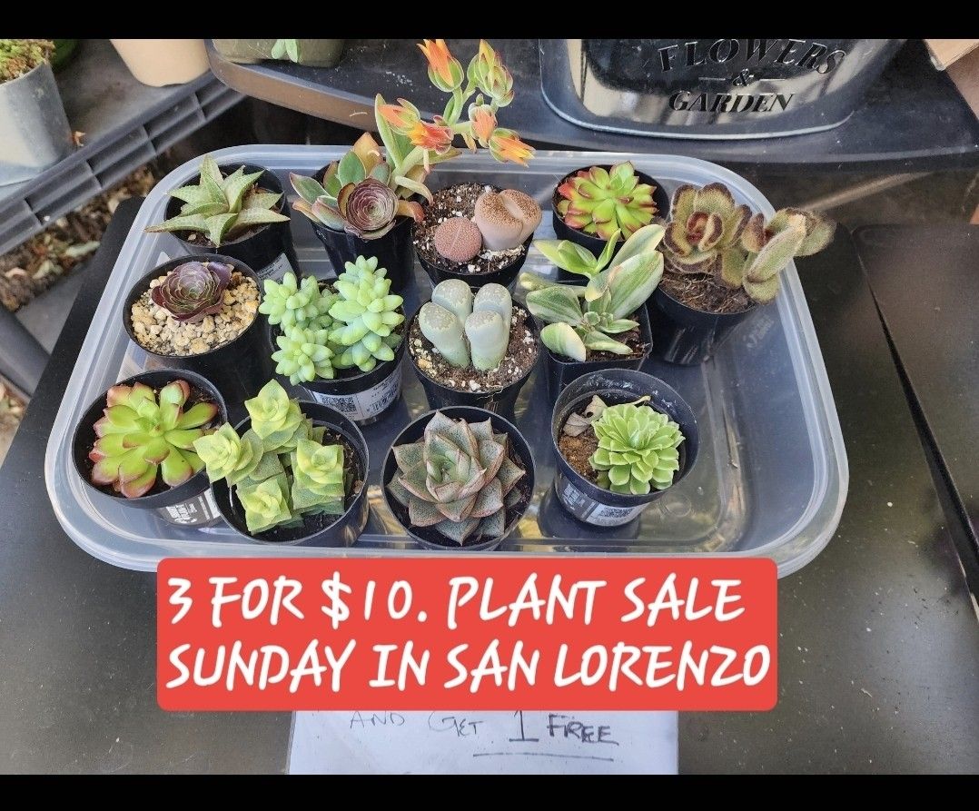 PLANT SALE TODAY IN SAN LORENZO 1PM TO 5PM BUY 2 AND GET ONE FREE