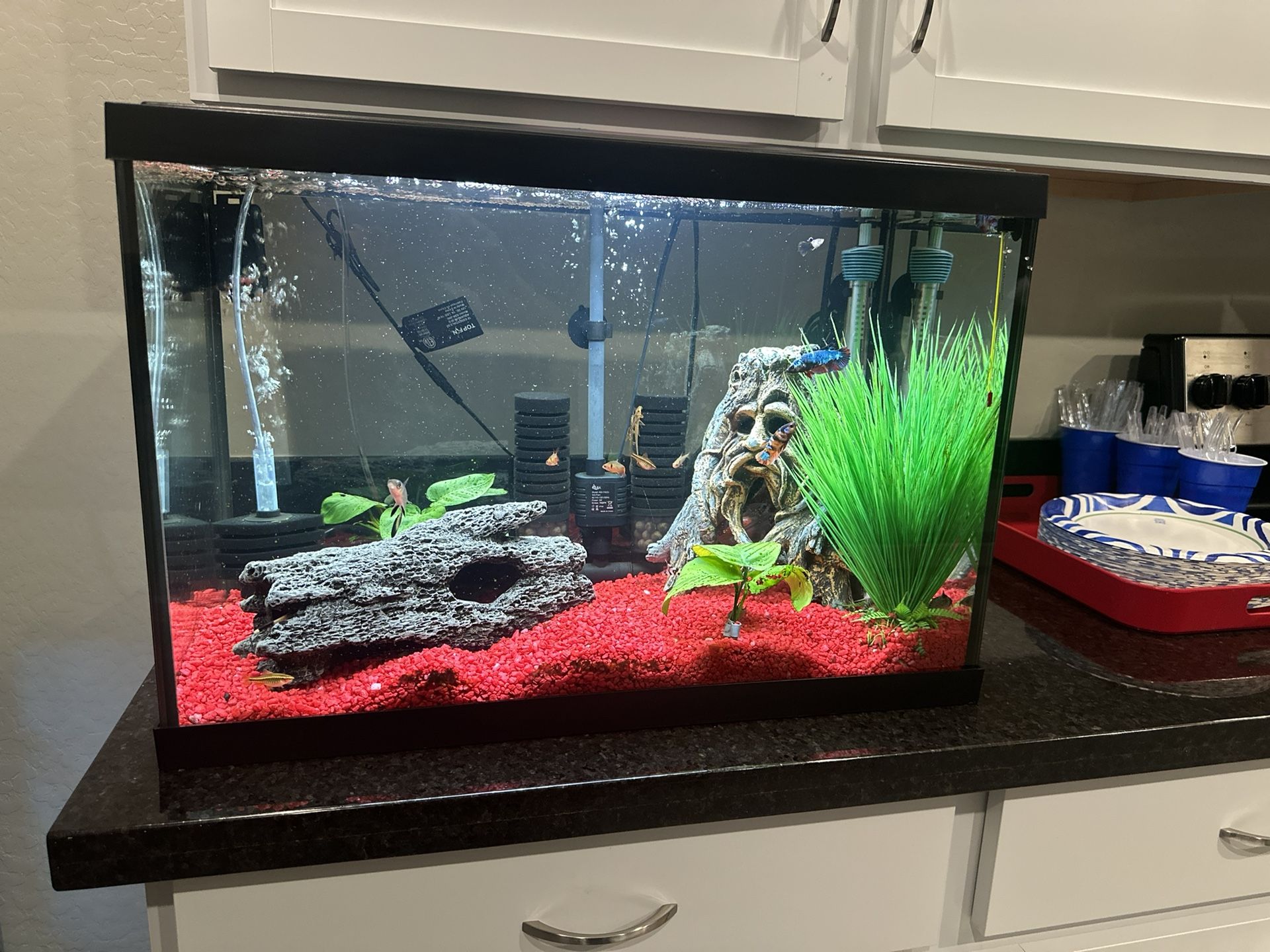 20 Gallon Top Fin Fish Tank (FULL SETUP)