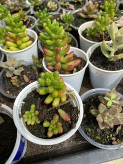 Succulents In Small Pots