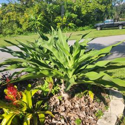 FREE Lg Crinums