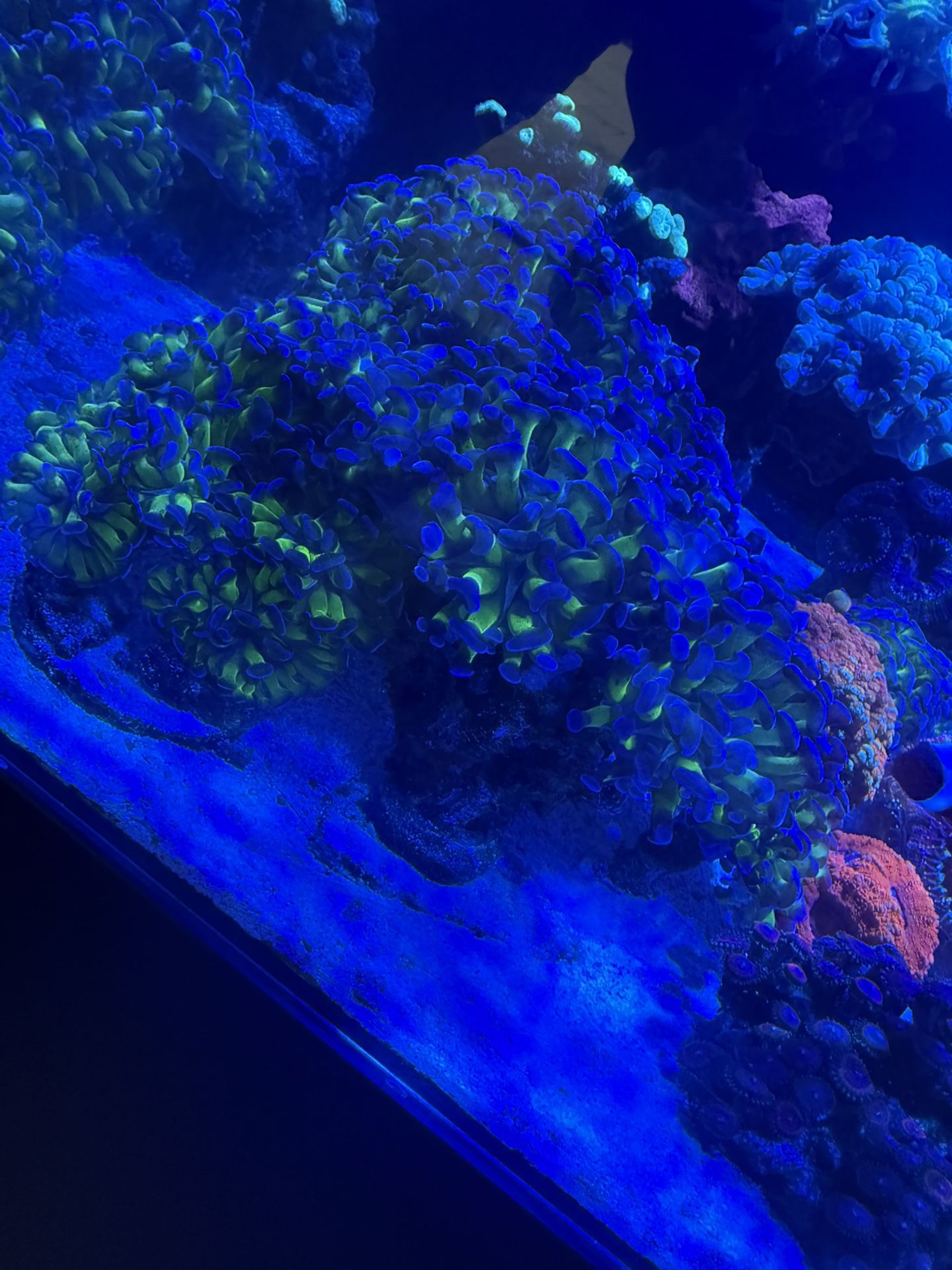 Hammer Coral