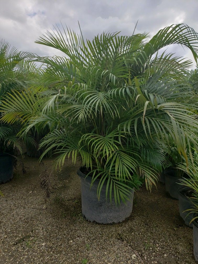 Beautiful Arecas Palms For Inmediate Privacy!!! Best Quality!!! 5-6 Feet Tall!!!  Fertilized 