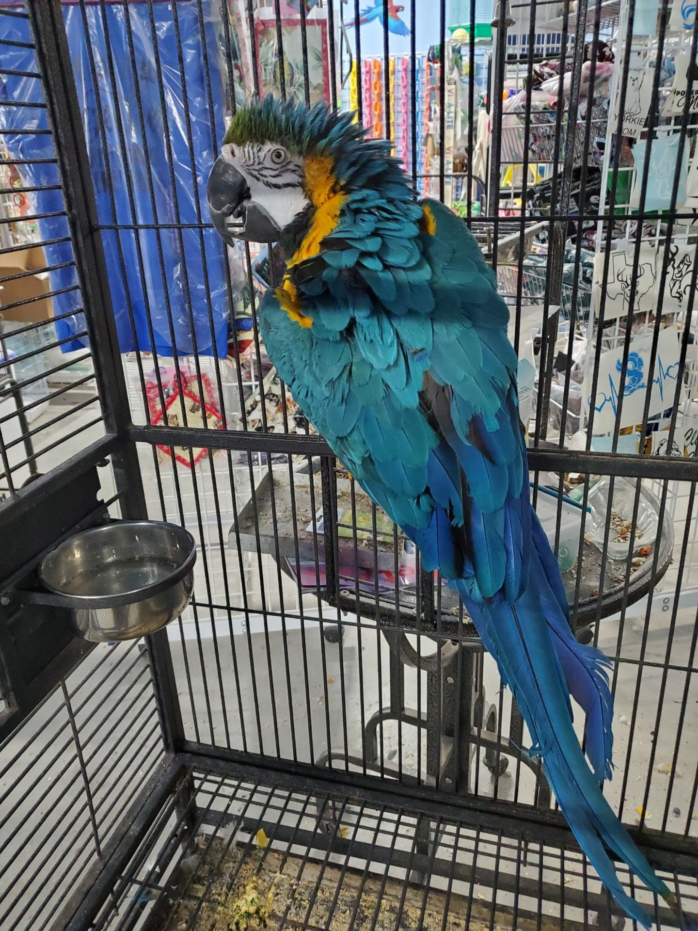 Makaw Parrot 🦜 For Sale 
