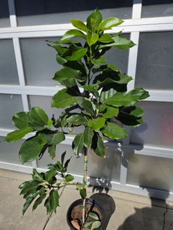 Mexicola Avocado Tree