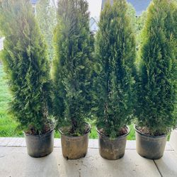 Arborvitae 'Emerald Green': 6-7ft