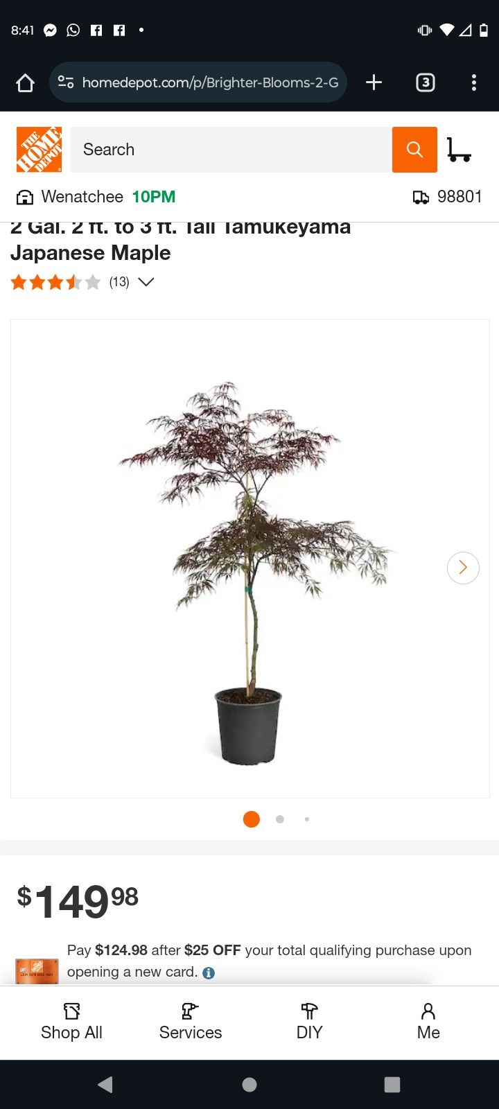 TAMUKEYAMA. MAPLE TREES