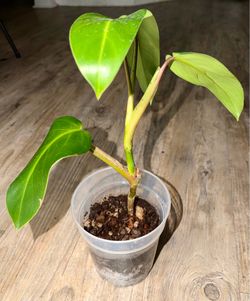 6” Green Emerald Philodendron