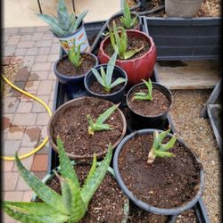 Young Aloe Vera And Blue Agave Plants In Pots