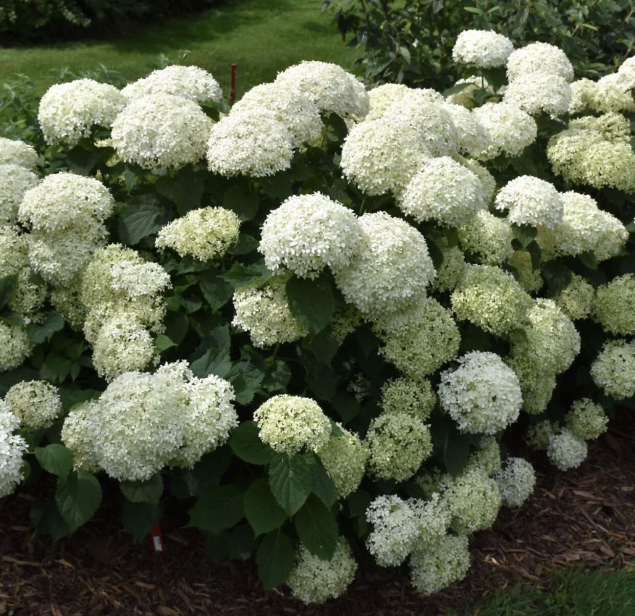 Annabelle Hydrangea