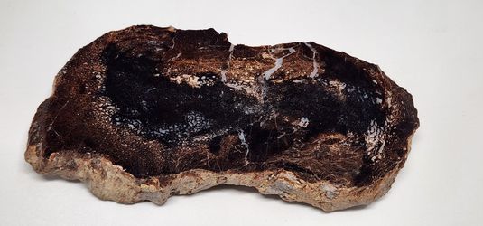 Dinosaur Bone Slab