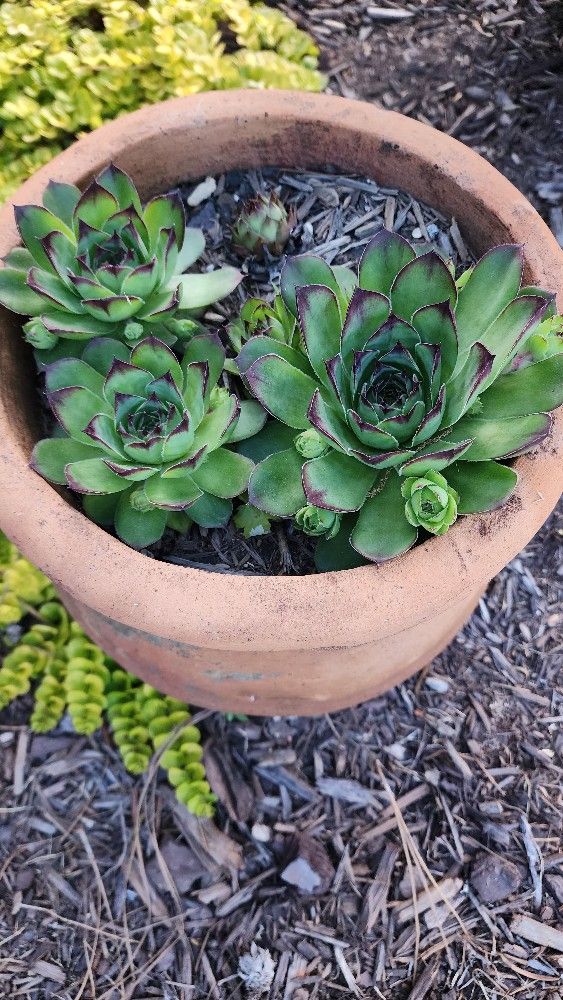 Succulents