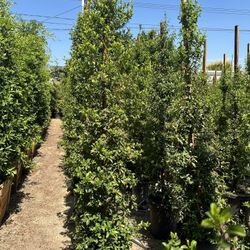 Eugenia Privacy Hedge