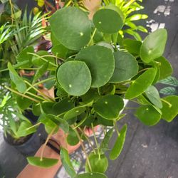 Pilea Chinese Money Plant 🪴 In a 6"pot 
