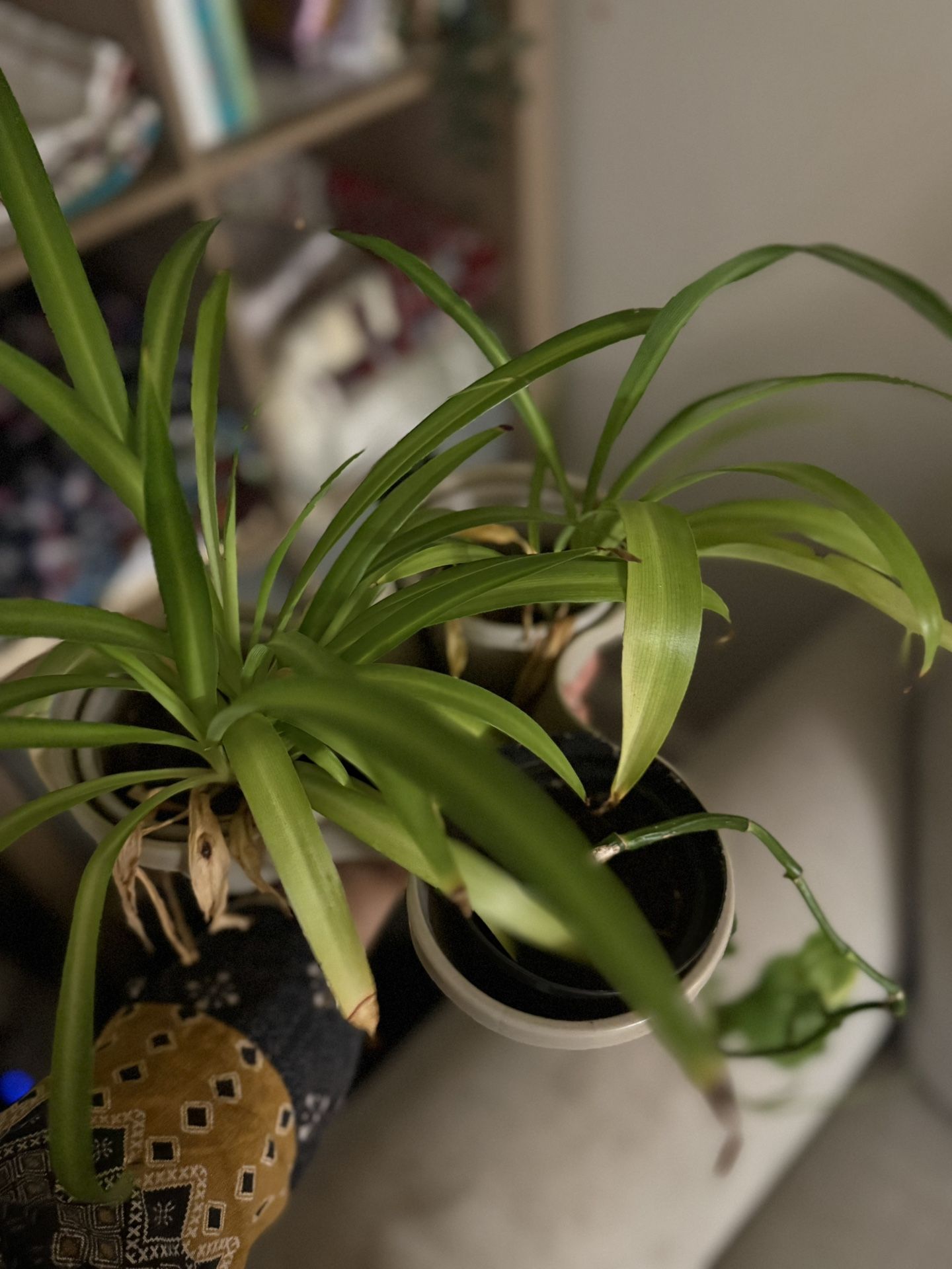 3 Plants In One Beautiful Pot