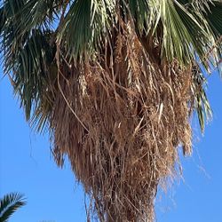 Palm Trees 🌴 