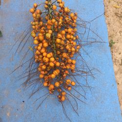 Dates Fruit And Seeds