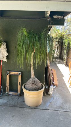 Ponytail palm