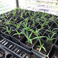 Baby Spider Plants Well Rooted