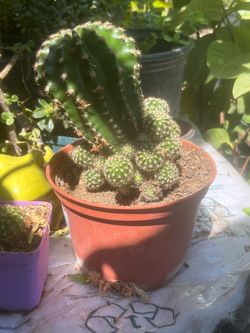 Large Columnar spring Cactus in Pot