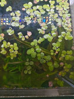 Aquarium Plants/Floating Plants
