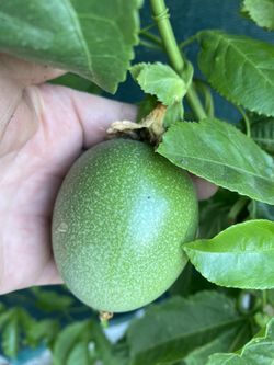 Purple Maracuya Passion Fruit Climbing Plant, Is In 5 Gallóns Pot Pick Up Only