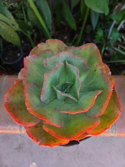Suculent Plant