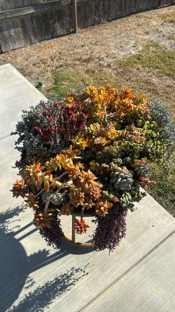 Planter And succulents