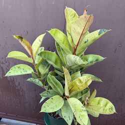 8” ficus shiveriana