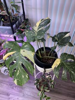 Big Monstera Thai Constellation