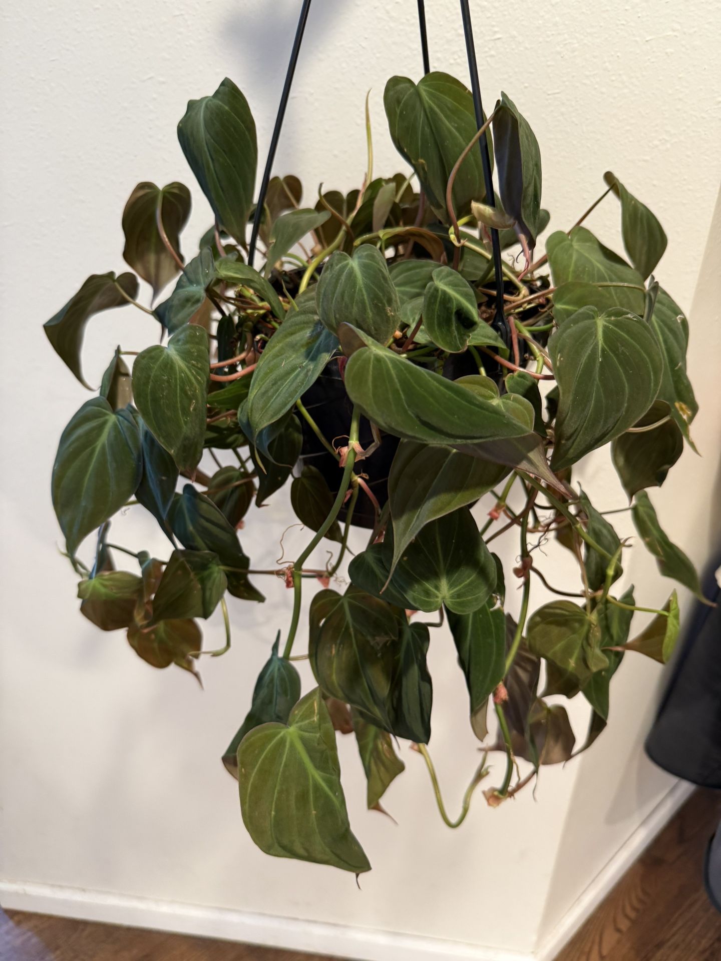 Houseplant Philodendron Mican 8” Hanging Basket