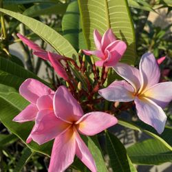 Plumeria