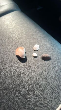 Shells that I found at the beach