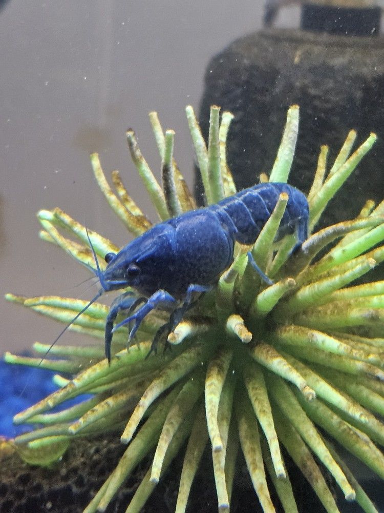 Blue Crawfish For Aquarium