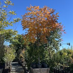 Chinese Pistache Tree 36” Box 