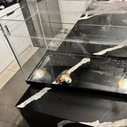 10 Gal Fish Tank