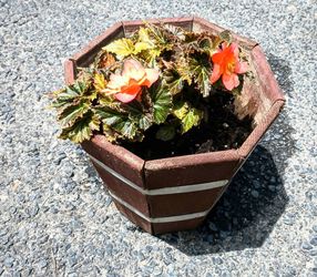 Pretty Live Orange Blooming Begonia In Pot