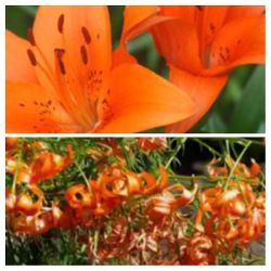 Day Lily Plants