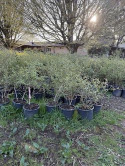 Blueberry Plants For Sale