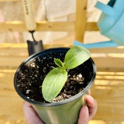 Seedlings For Sale - Cucumber, Cherry Tomatoes, Basil