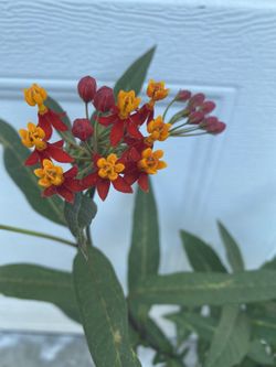 Tropical Milkweed ‘ Asclepias Sulky Deep Red Plant, In 1 Gallón Pot Pick Up Only