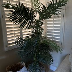 Read Full Description Faux Palm Tree, 7 Feet Tall. It’s about 7 feet tall maybe 6 feet without the stand it does NOT come with the pot or moss… It has