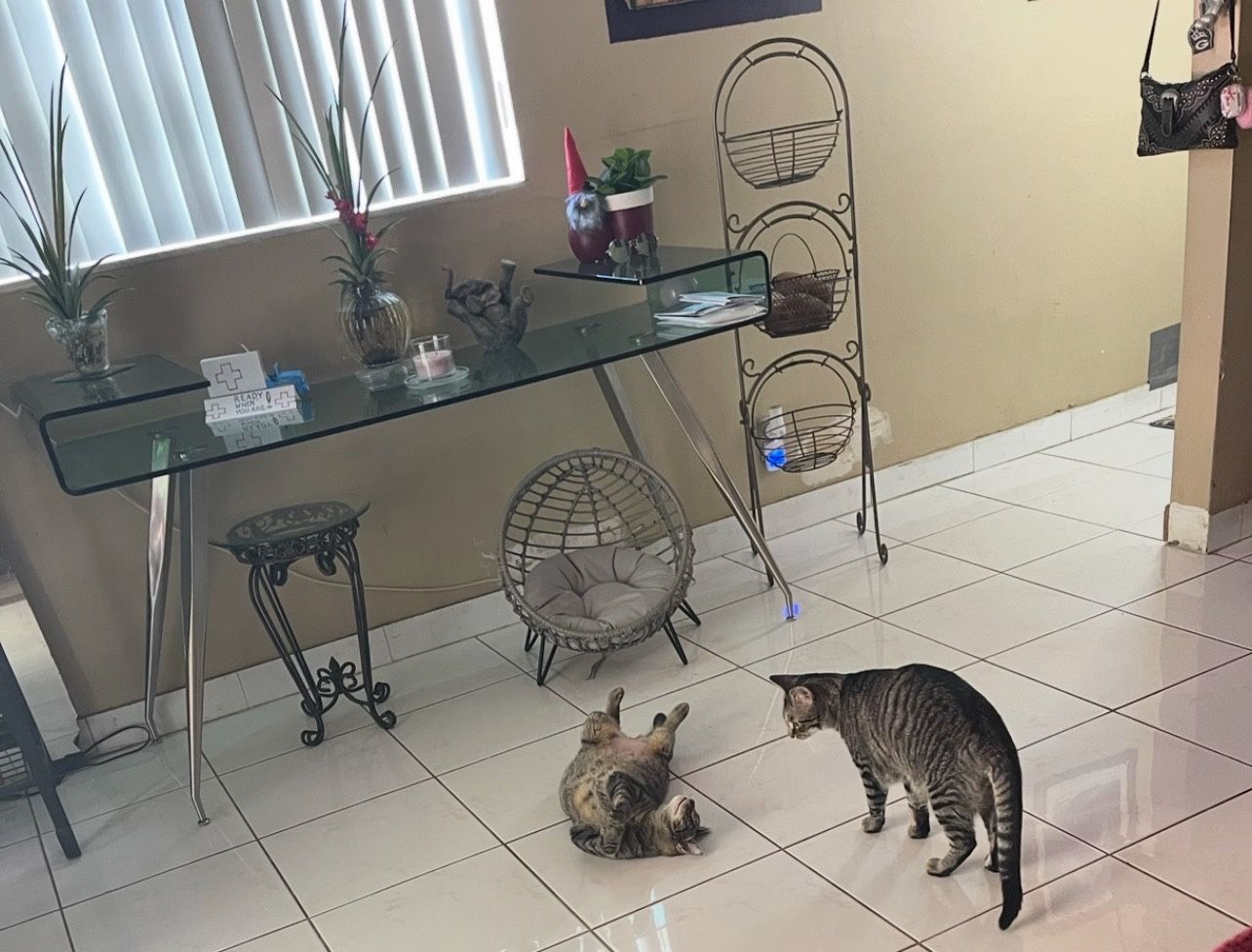 Curved Glass Desk with Stainless Steel Legs