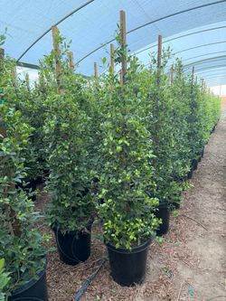 Indian Laurel ficus 15 gal