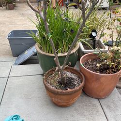 Plumeria (multiple Pots/plants)