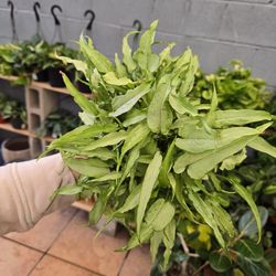 Syngonium podophyllum  'Silver grain'