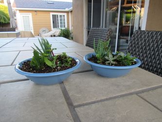 Pair Of Baby Blue Garden Pots With Succulents