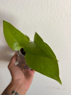 Neon Pothos in modern glass pot