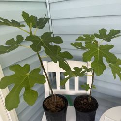 fig tree plants